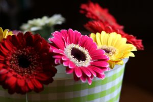 Blüten der Microgerbera