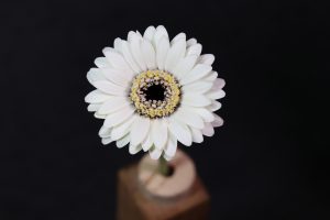 Gerbera Blüte in weiss
